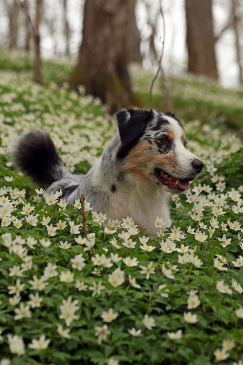 kiwiaussie:May 2016; Kiwi and spring flowers