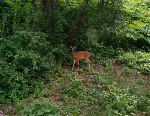 nevver: Animals that saw me, Ed Panar