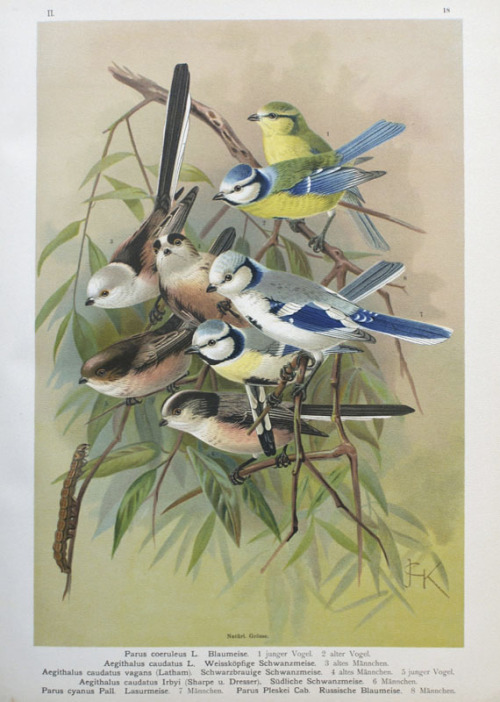 John Gerrard Keulemans, illustration of tits – Paridae, first published in 1795. Chromolithograph. F