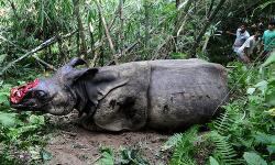 fistsfullofhate:  stretchedlobes:  just-breezy:  Tranquilized, mutilated with a chainsaw, and left alive to suffer.  This barbaric practice needs to stop — tradition and ignorance are not excuses for this.  Rhino horns don’t cure cancer or anything