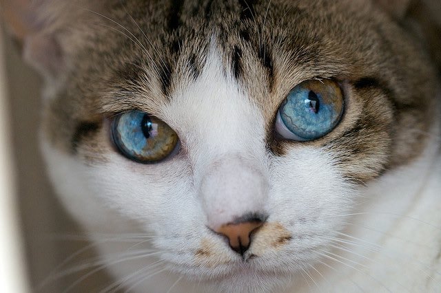 archiemcphee:  These awesome cats all share the same genetic mutation that give them