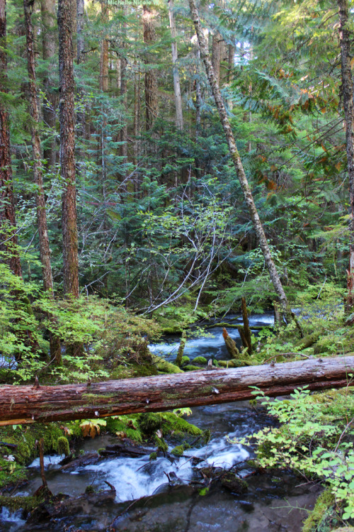 bright-witch: Forest Haven, photography by me. Please do not remove credit!