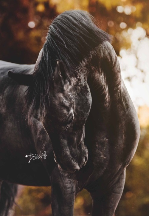 Friesian by Angeliki Hristoff