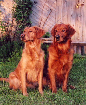 Harry Potter Characters As Dogs