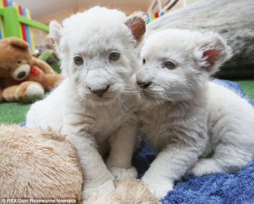 phototoartguy:  They won’t be so cute when they’ve grown up! Adorable white lion cubs cause a stir with their playful antics  The pair were born last month at Zoodoo Wildlife Park in Tasmania Zoo officials are letting the public decide on the brothers’