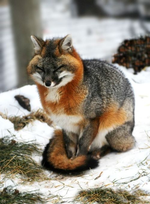 cafeinevitable:Grey Fox