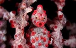 sixpenceee:  The following are pygmy seahorses. They are found in Southeast Asia in the Coral Triangle area. They are some of the smallest seahorse species in the world, typically measuring less than 2 cm. They are able to camouflage themselves against