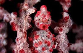 sixpenceee:The following are pygmy seahorses. They are found in Southeast Asia in the Coral Triangle