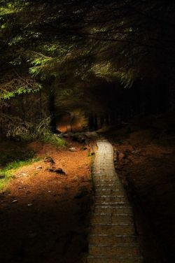 bluepueblo:  Forest Path, Glendalough, Ireland