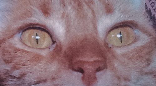 Beauty Eyes