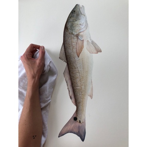 Latest commission : redfish :