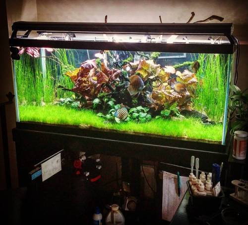 I have two lights on my tank. One is on a 24 hour cycle that gradually brightens, dims, and changes 