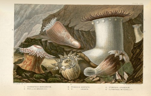 From A History of the British Sea-Anemones and Corals (1860).