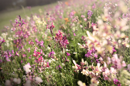 floralls: The autumn garden by  Jan Hruska