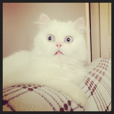 persiancatworld:
“ #persiancat on ig by http://ift.tt/1fefBAJ
”