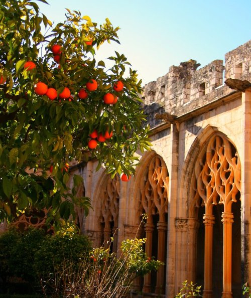 useless-catalanfacts:Santes Creus Monastery, Catalonia.Photo “The orange tree of the cloister&