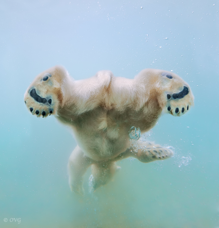 oecologia:  Water Ballet by Olga Gladysheva. 