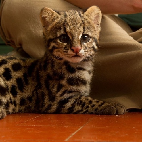 corgisandboobs:  i-want-a-goddamn-pony:  This is an oncilla, it’s related to the ocelot, and it’s absolutely fucking adorable. This oncilla was born in the Sao Paulo Zoo and it’s name is Poli.  Wrong. This is called a Forehead Cat and I will not