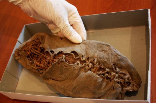 Oldest known leather shoe- 5,500-year-old mocasin found in an Armenian cave.