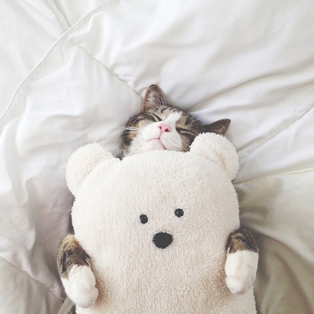 catsofinstagram:  From @polagram: “Pickles Purr cat.🐼💕” #catsofinstagram