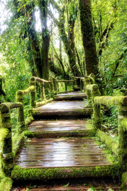  plasmatics: Fall Bridge ~ By Sasin Tipchai » 