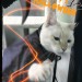 straycatj:もし　家主サンぎゃらくれるか　いたずらされるか　どっちです？Hey