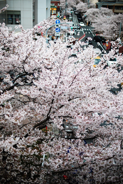 isaykonnichiwa:  20110410_P20958_Nokton25_G1_Yokohama_DxO by *Leiss on Flickr. 