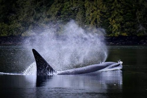 Bigg’s in Bedwell Sound. To read this story (and more!), follow the link in our bio.⠀ Photo by