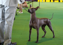 lizplz:  xolo Westminster 2014 by mindync on Flickr. 