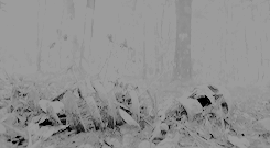 shadesofdixon:   “Being afraid is what’s kept us alive.“                                                        &quot;No.