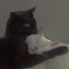 catneighbour