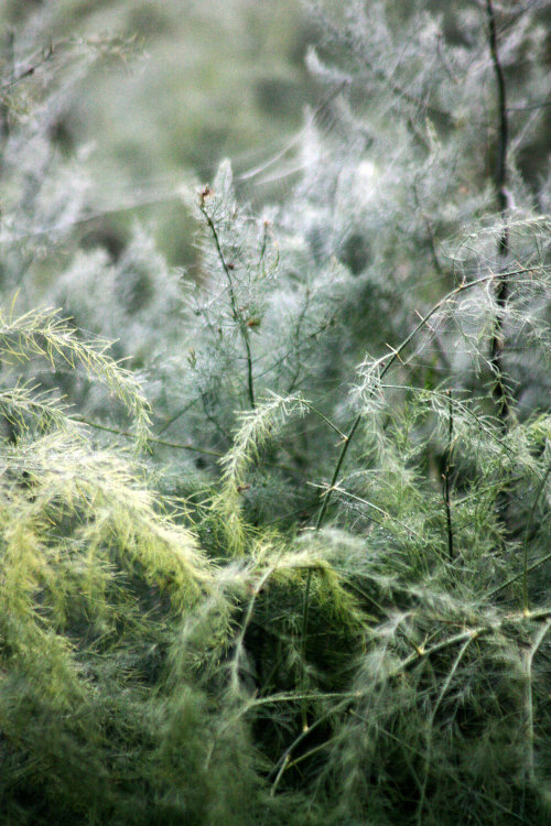 walking-geema:…….the effects of fog on my asparagus bed
