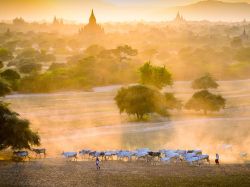 natgeotravel:  A herd of cattle trods the earth under the dusky sky in Myanmar (Burma). Photograph by Zay Yar Lynn, National Geographic Your Shot