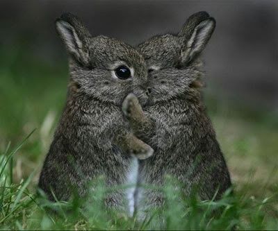 possit-de-tenebris: chasingrainbowsforever: Bunny Rabbits  @supermsmoon @sumisa-lily
