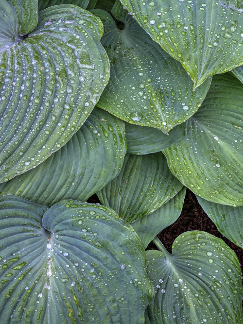  After The Rain, by Bruce Lewis. 