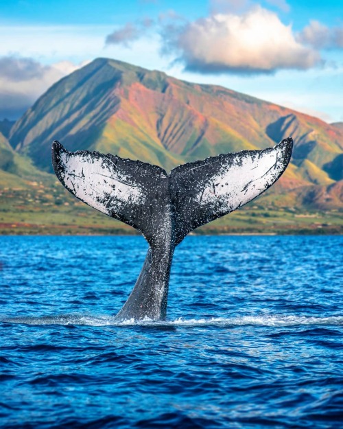 enneagrammar: Whale watching in Maui, Hawai’i. 