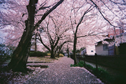 japan-overload:  74/365 by nijntjee on Flickr. 