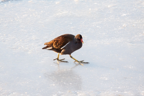 Big feet are not always helpful on ice.