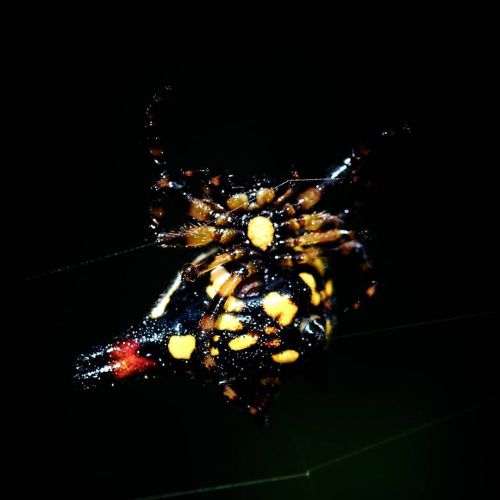 Gasteracantha sp - Yercaud Forest - India⁠ Females are 5–9 millimetres (0.20–0.35 in) lo