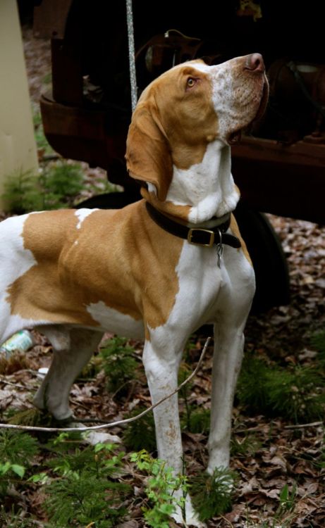 dogsandpupsdaily:  - Bracco Italiano. Want more? Follow:http://dogsandpupsdaily.tumblr.com/
