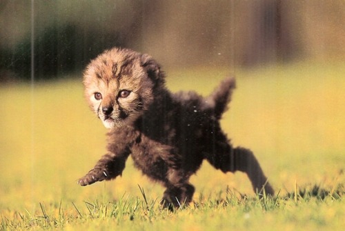 indodla: Baby Cheetah  National Geographic | December 1999
