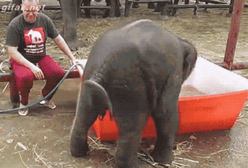 gifak-net:  video: Clumsy Baby Elephant Takes Bath in Tub  I love this little guy!!