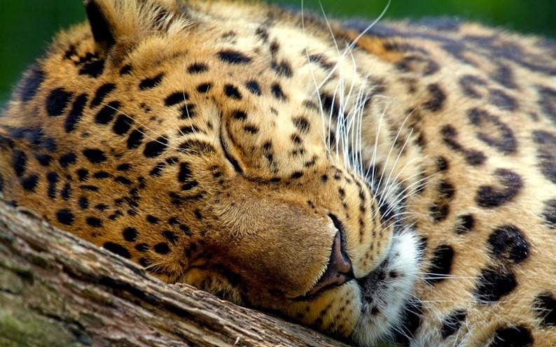 bodymodsandgaming12:  milkywaywhite:  Sleeping Beauties When animals are asleep,