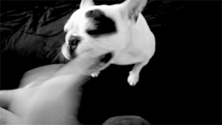 Gif-Guy:  Http://Gif-Guy.tumblr.com/