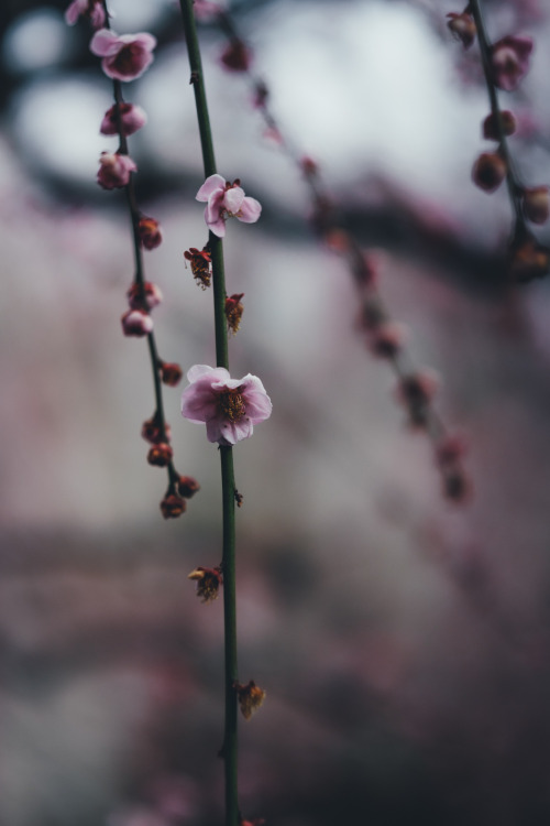 takashiyasui:  Plum blossom