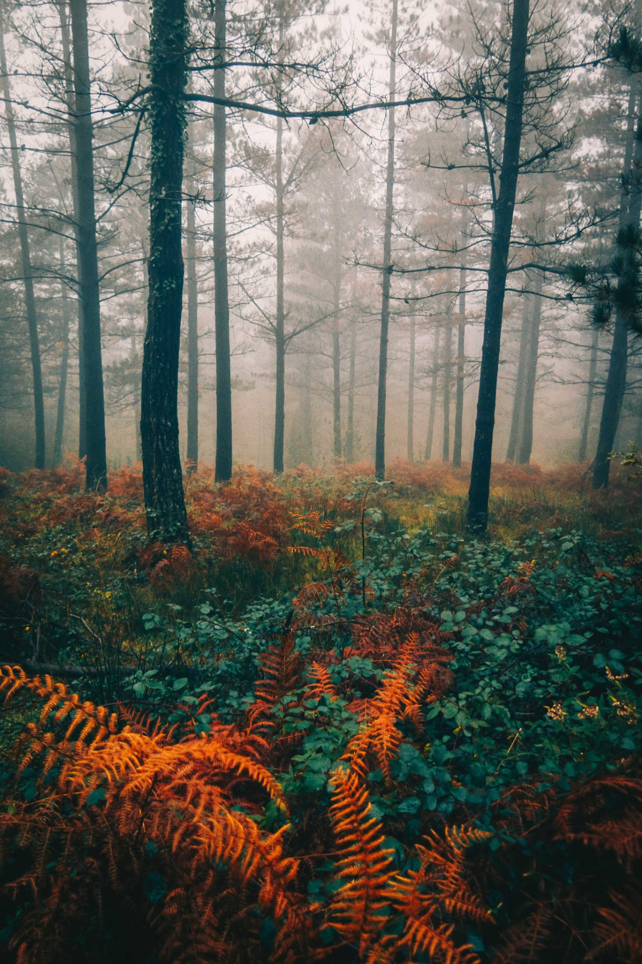 banshy:  In a Fairytale // Leire Unzueta  
