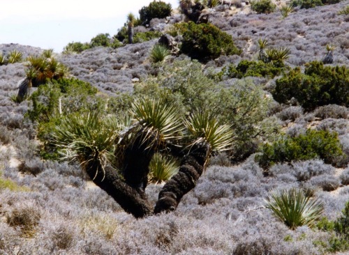 Joshua Trees (Yucca brevifolia) and Chaparral, Joshua Tree National Monument (Now National Park), Ca