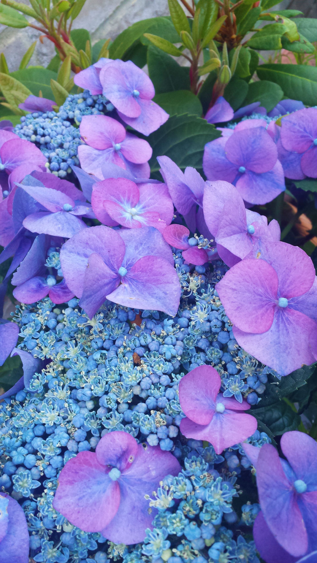 bunny-kei:  noxfae:  Not sure what these flowers are called, but they have the most