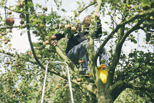 La cueillette des pommes - Automne 2014