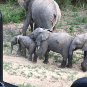 todancewithkings: Baby elephants are the best